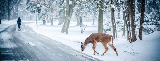 snow-winter-christmas-deer